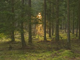 IMGP8696_Morgen_i_skoven